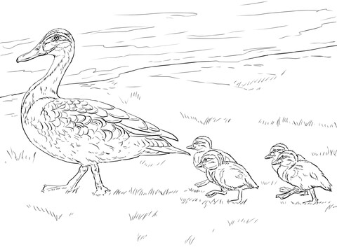 Duck And Ducklings Walking Coloring Page